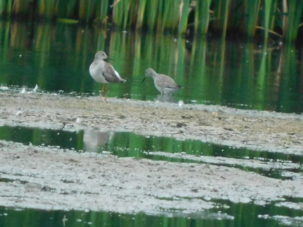 Lesser Yellowlegs - Luke Raso