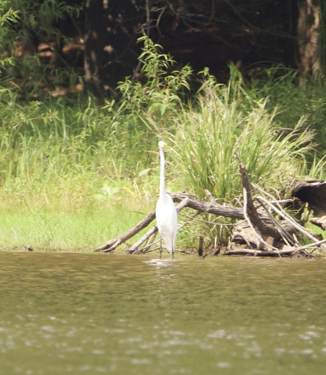 Great Egret - ML482837611