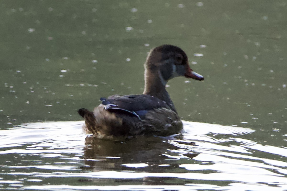 Wood Duck - ML482838361