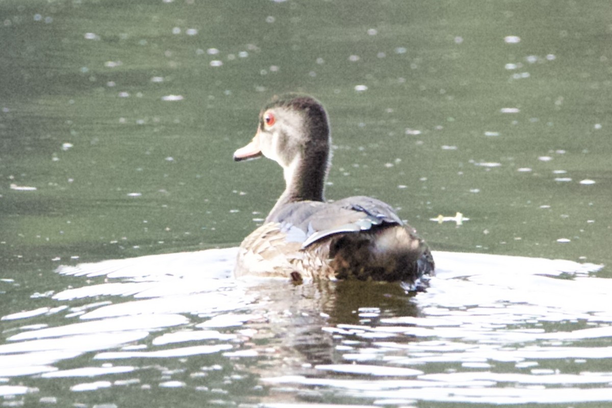 Wood Duck - ML482838371