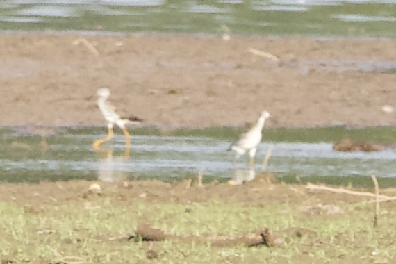Greater Yellowlegs - ML482838741