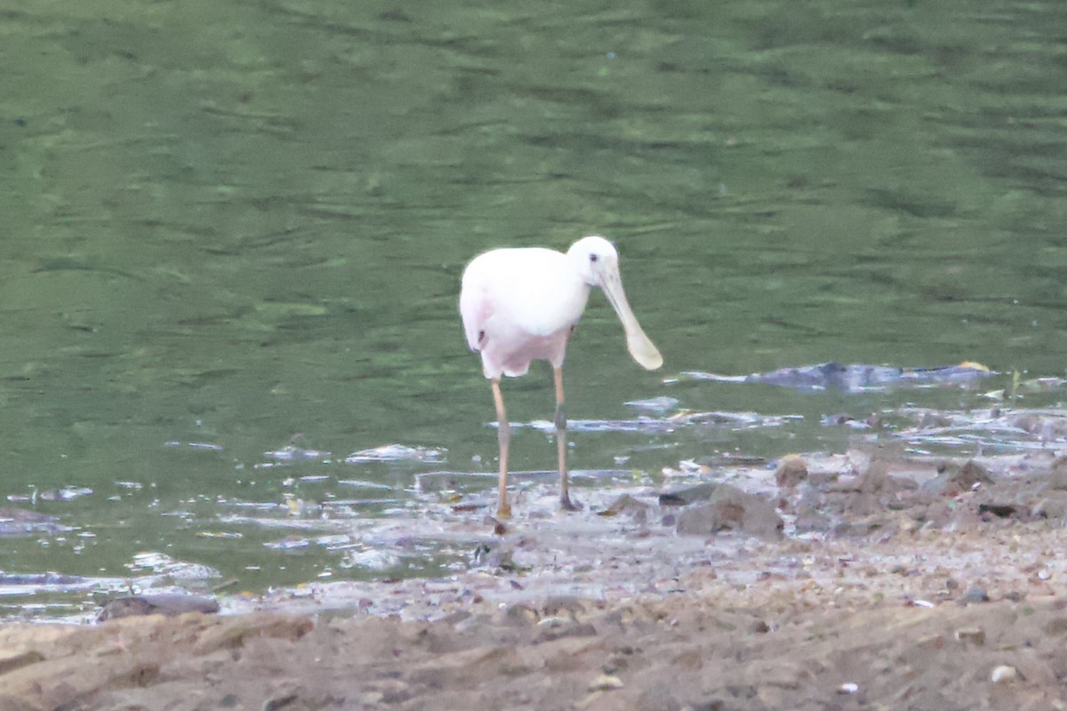 Roseate Spoonbill - ML482838771