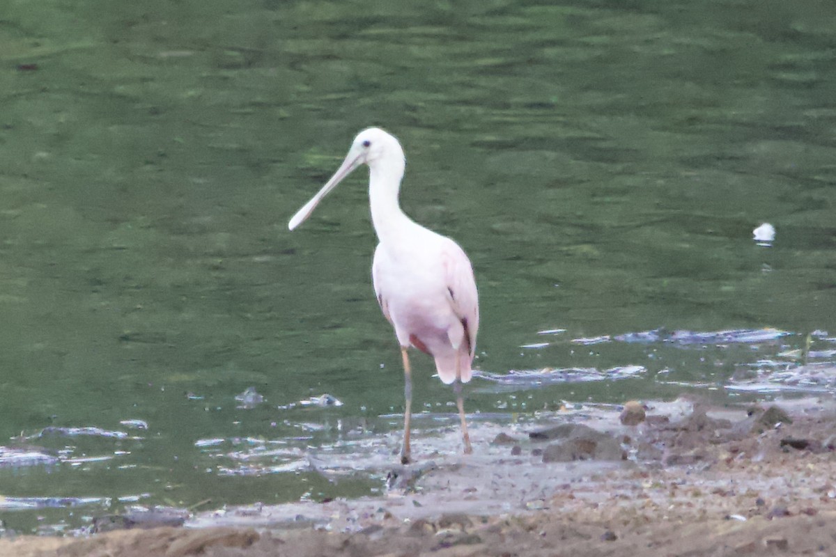 Roseate Spoonbill - ML482838781
