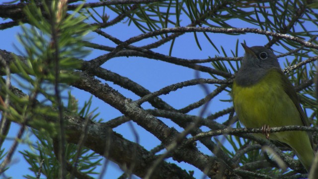 Connecticut Warbler - ML482840