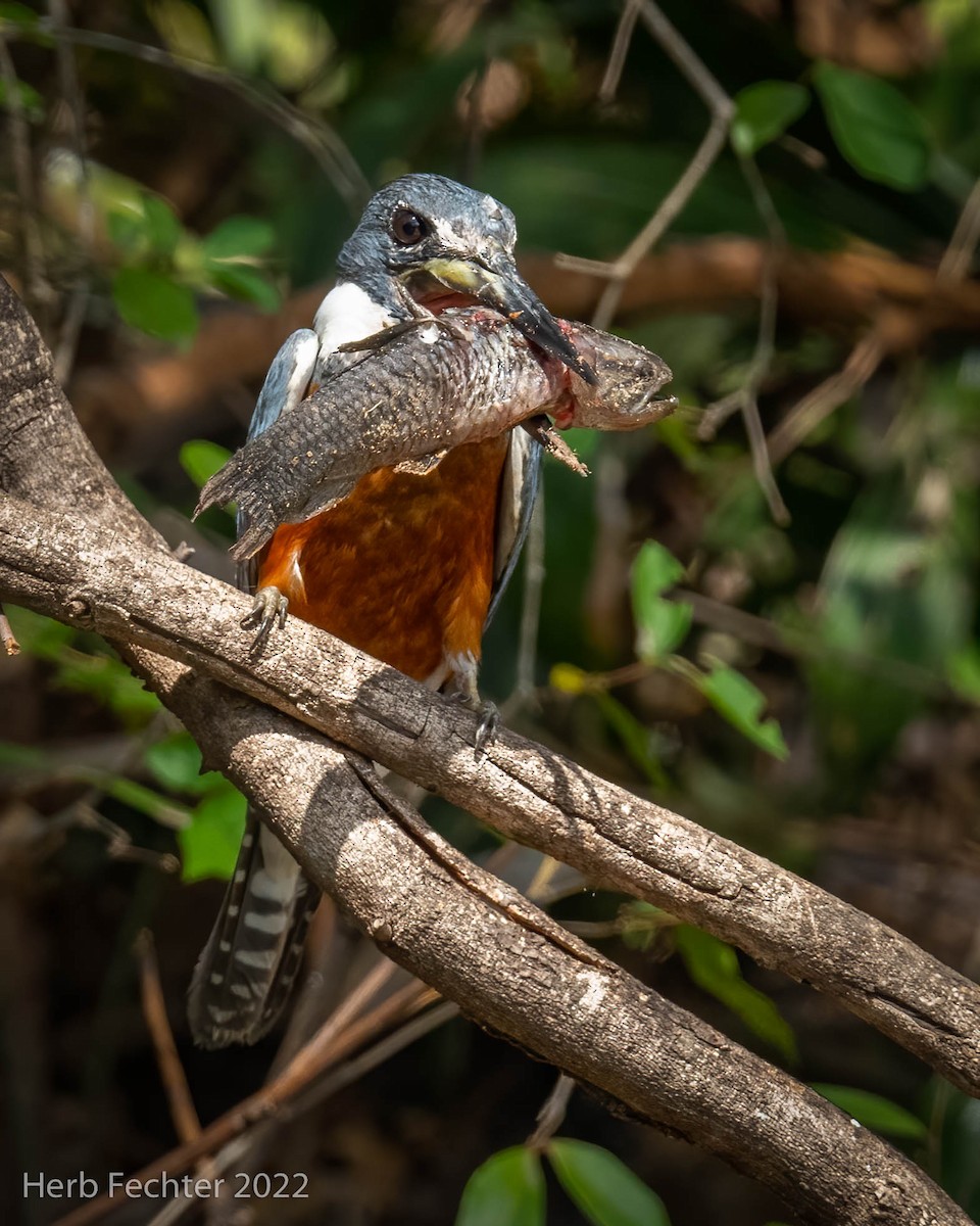 Ringed Kingfisher - ML482840291