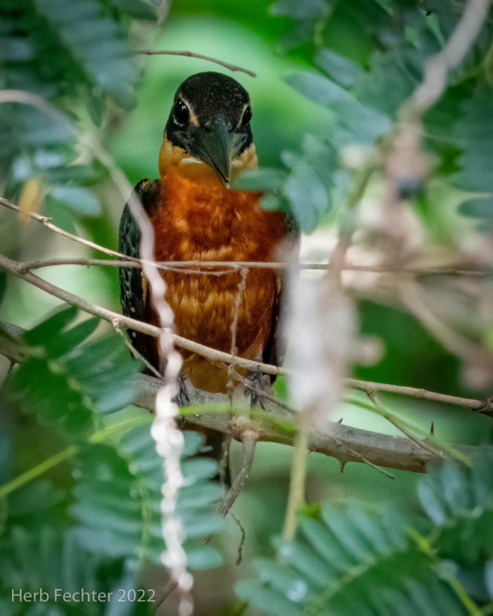 Green-and-rufous Kingfisher - Herbert Fechter