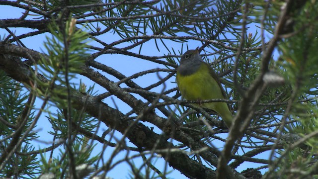 Connecticut Warbler - ML482841