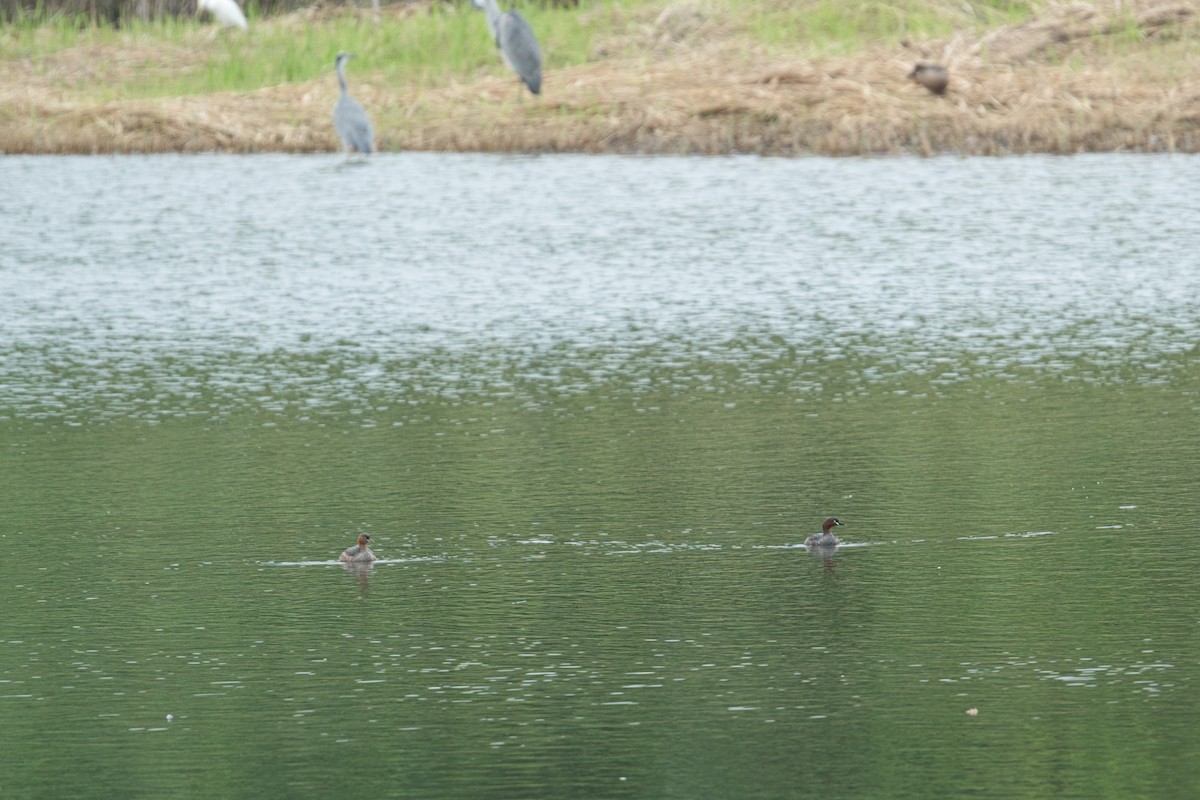 Little Grebe - ML482842241