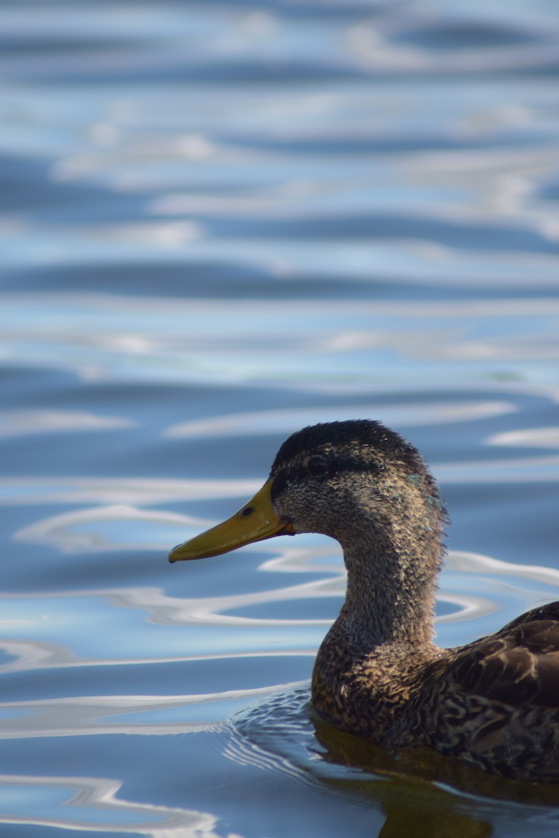 Canard colvert - ML482842481