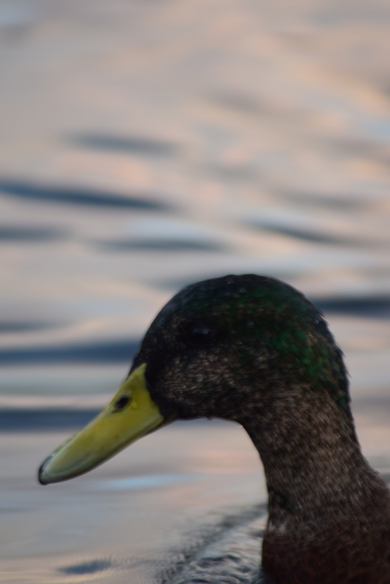 Mallard - ML482842631