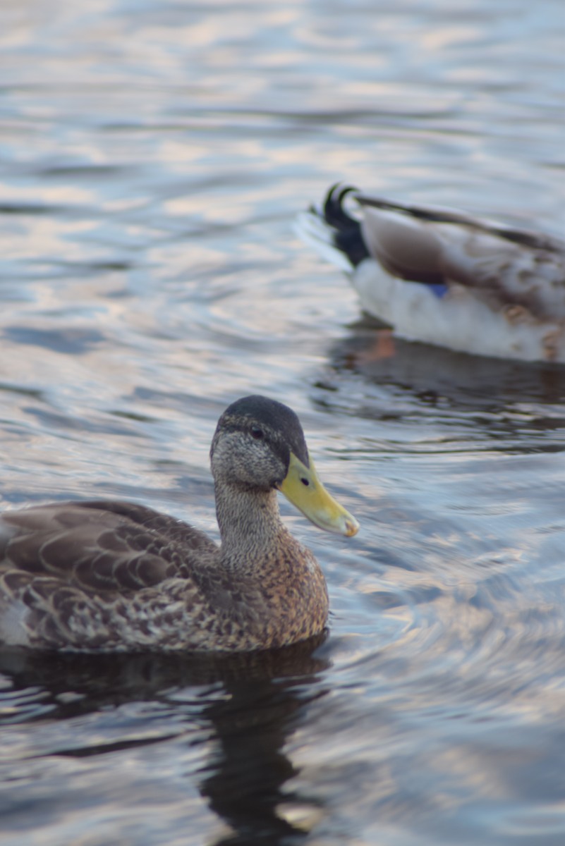 Canard colvert - ML482842891