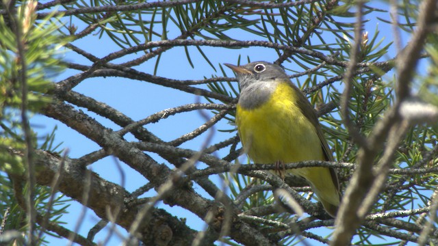 Connecticut Warbler - ML482843