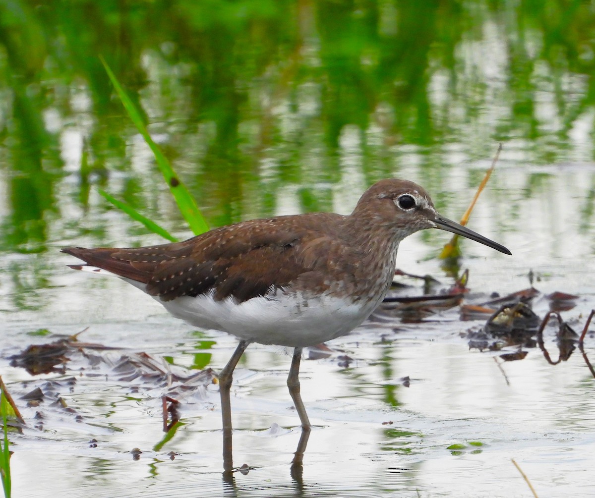 Green Sandpiper - ML482843651