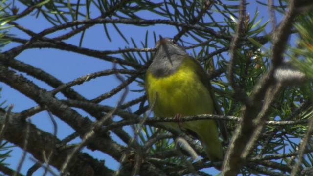 Connecticut Warbler - ML482844