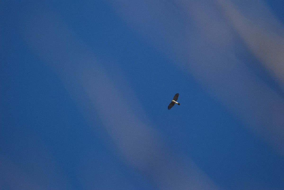 Sharp-shinned Hawk - ML482844491