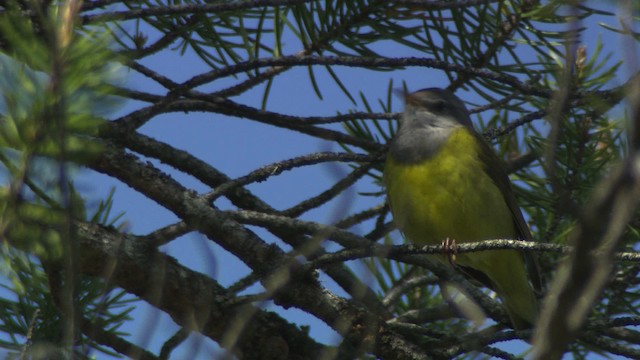 Connecticut Warbler - ML482845