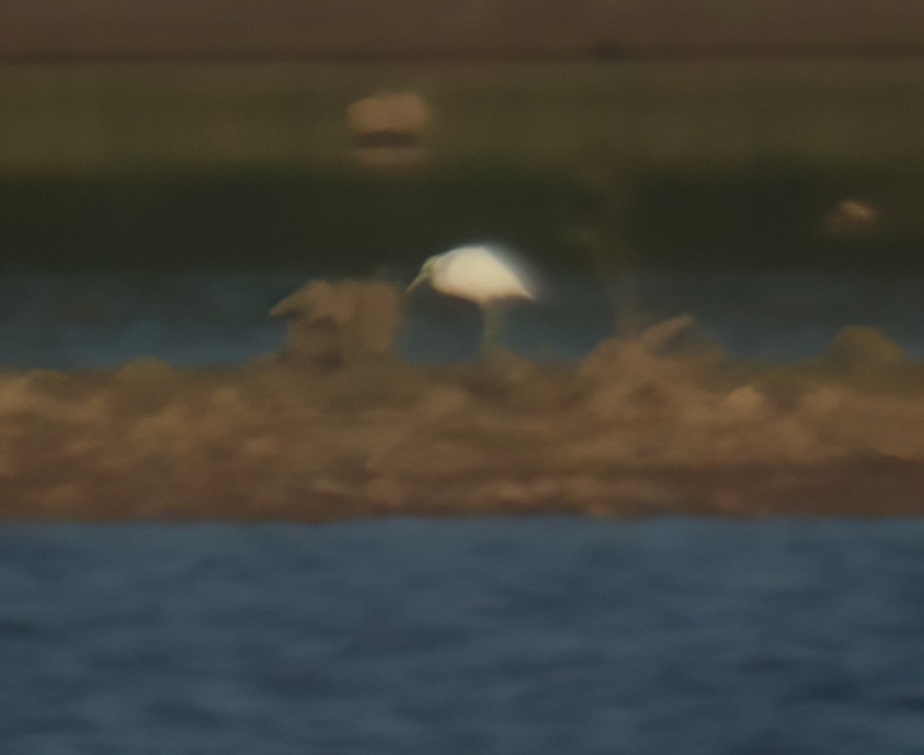 Little Blue Heron - ML482846761