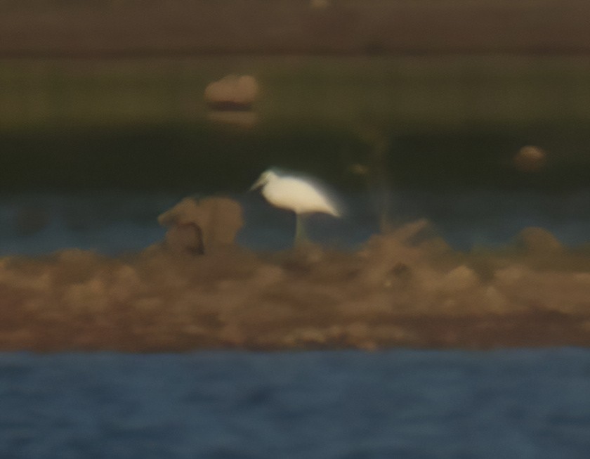 Little Blue Heron - ML482846811