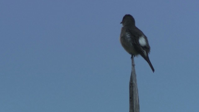 Olive-sided Flycatcher - ML482847