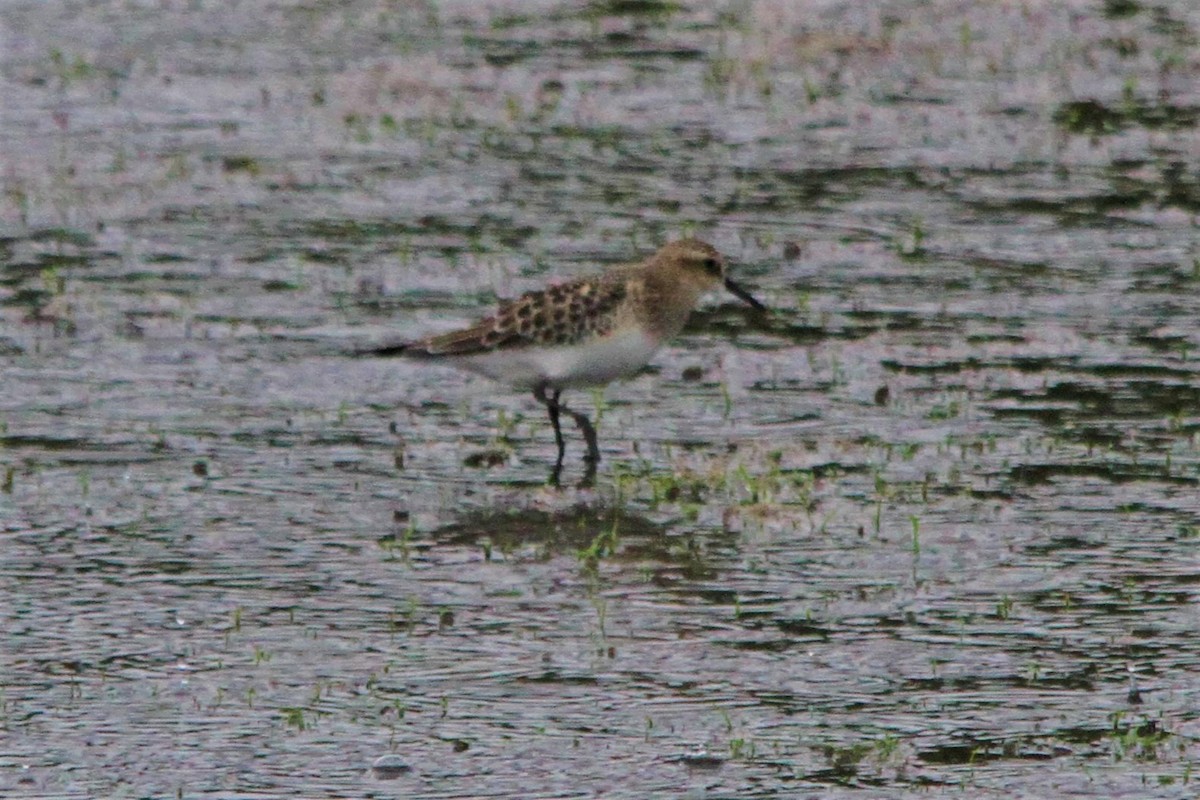 Baird's Sandpiper - ML482847251