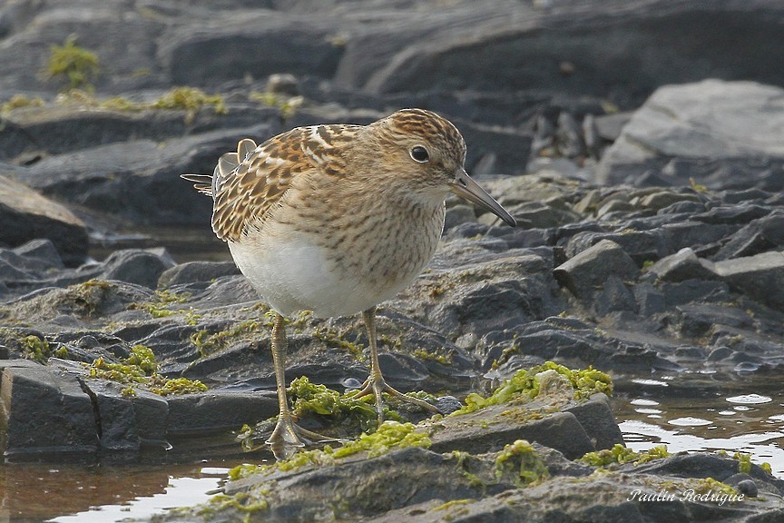 Pectoral Sandpiper - ML482847581