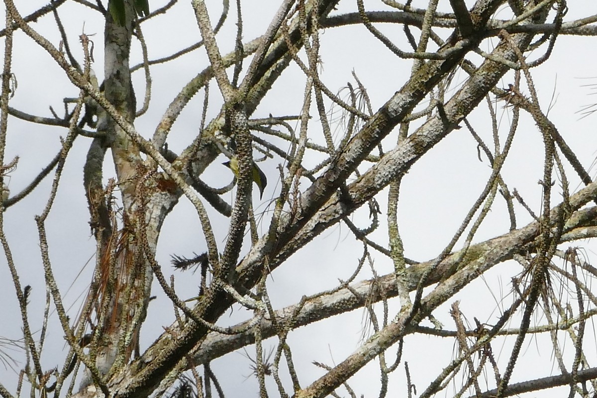 Common Tody-Flycatcher - ML48284791