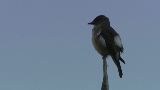 Olive-sided Flycatcher - ML482848