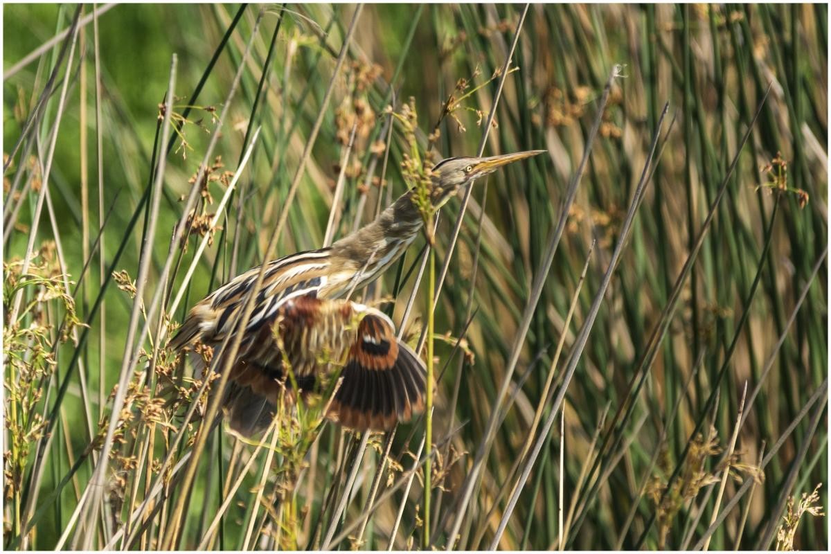 Stripe-backed Bittern - Carlos Miranda