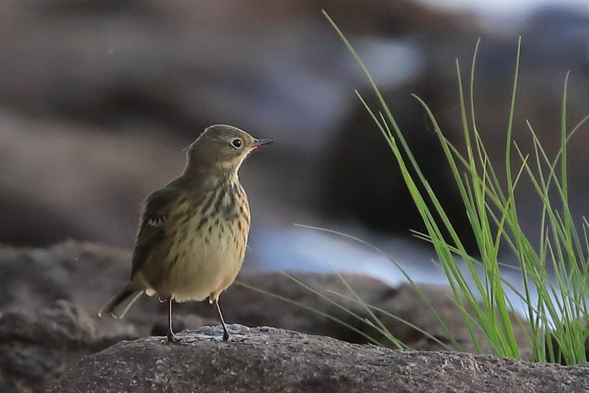 Pipit d'Amérique - ML482849351