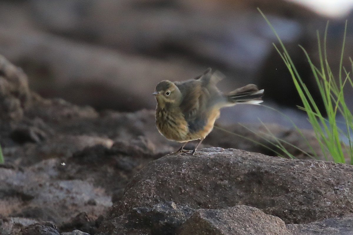 Pipit d'Amérique - ML482849361