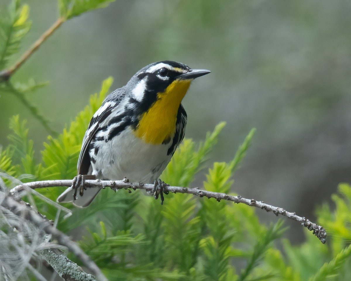 Yellow-throated Warbler - Kathy Hicks