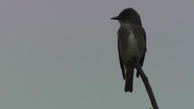 Olive-sided Flycatcher - ML482850