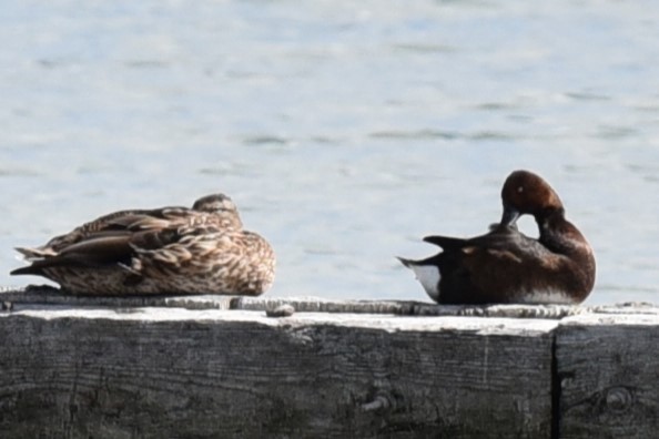 Ferruginous Duck - Christoph Randler