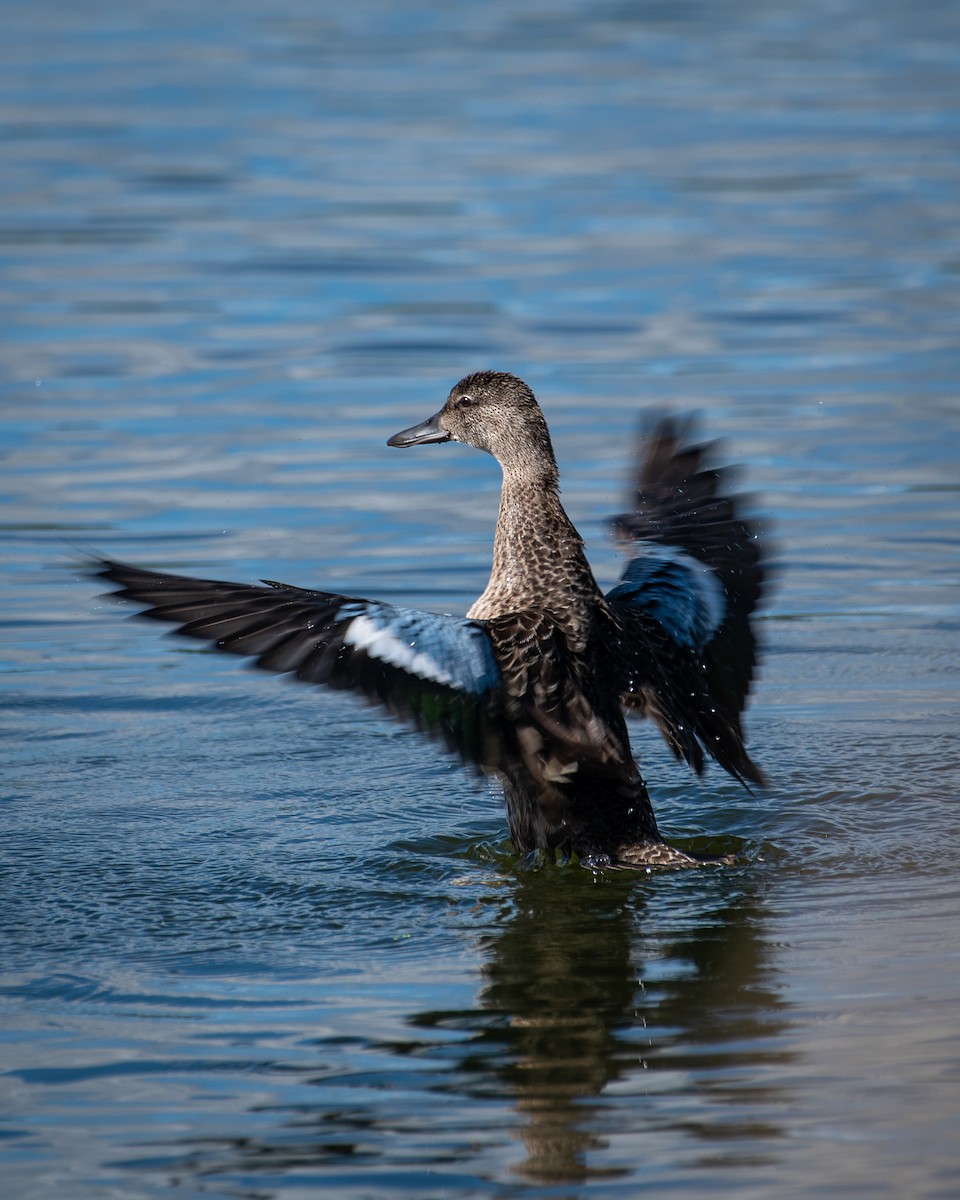 Blue-winged Teal - ML482850501
