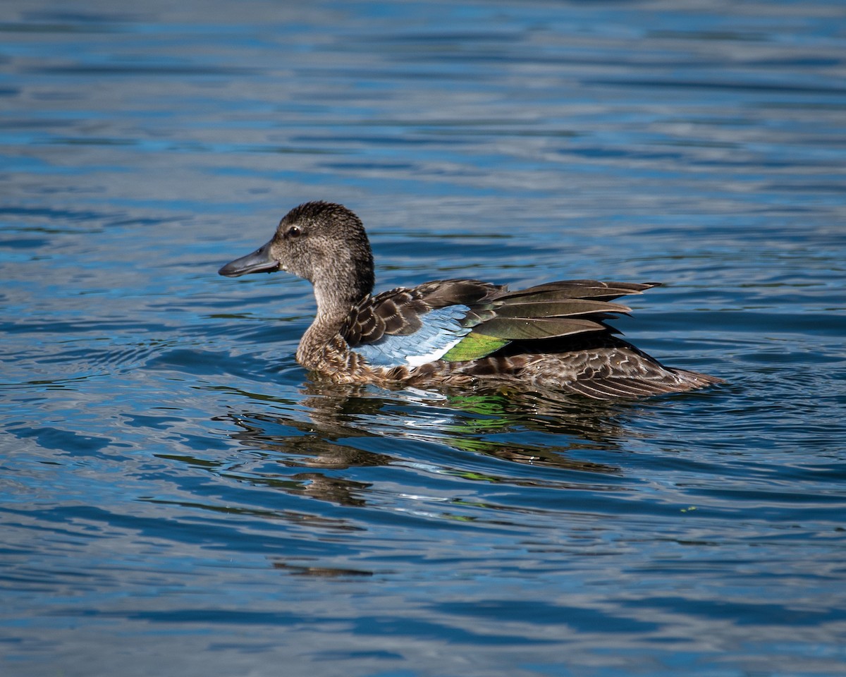 Blue-winged Teal - ML482850511