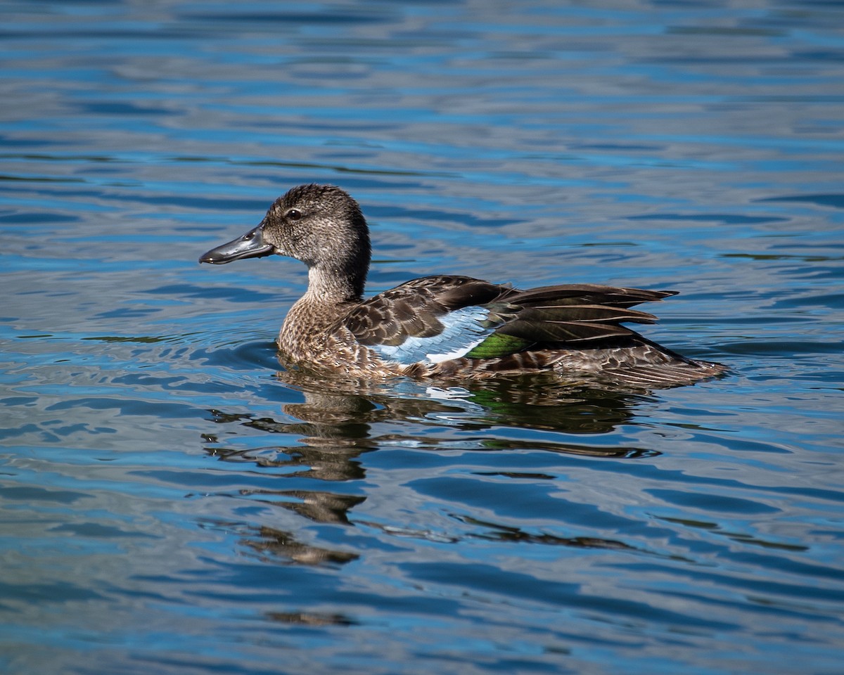 Blue-winged Teal - ML482850521