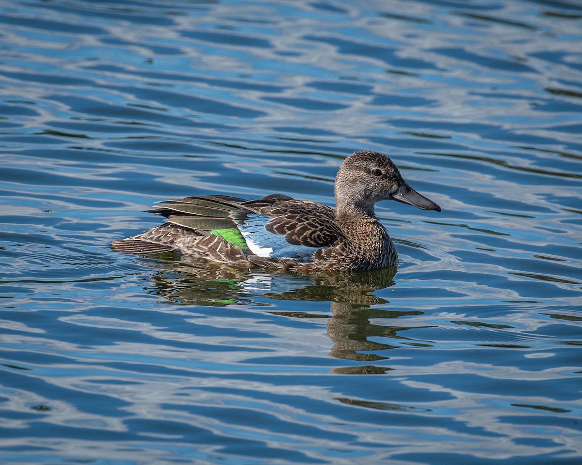 Blue-winged Teal - ML482850541
