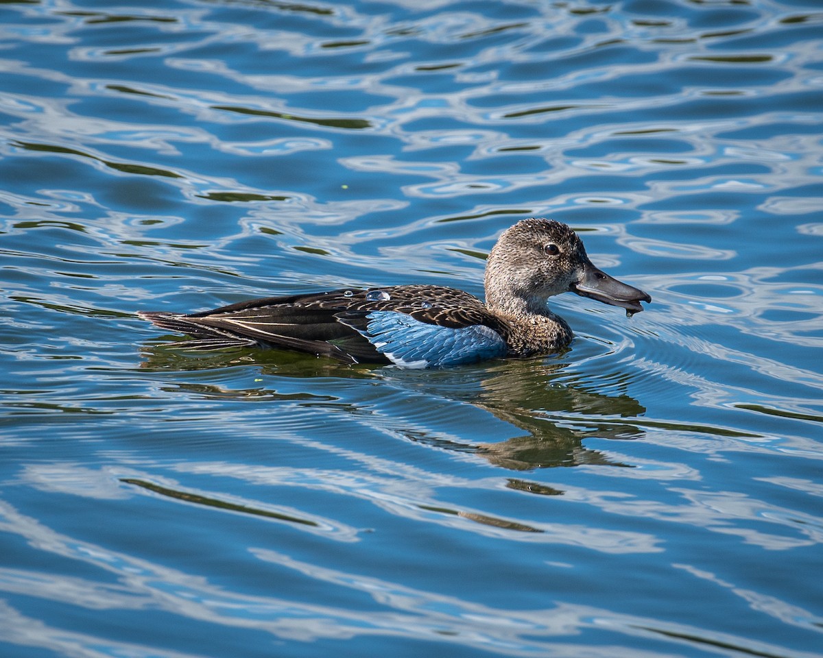Blue-winged Teal - ML482850551