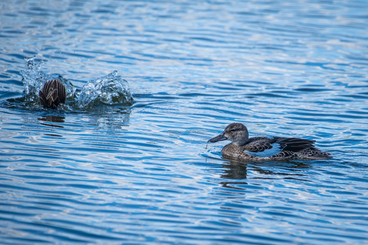 Blue-winged Teal - ML482850561