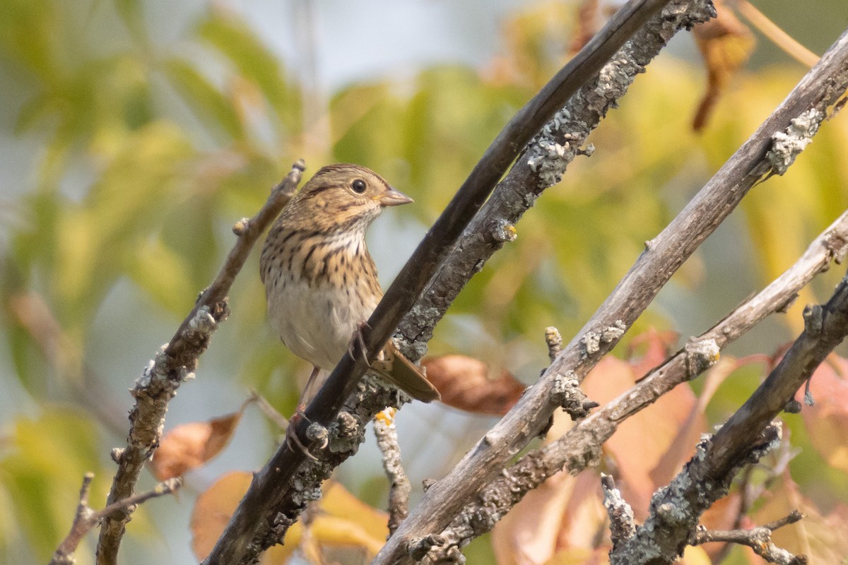 Lincoln's Sparrow - ML482850671