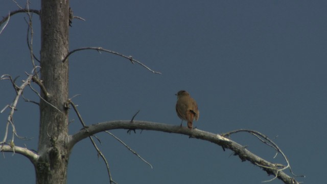 Hermit Thrush - ML482852