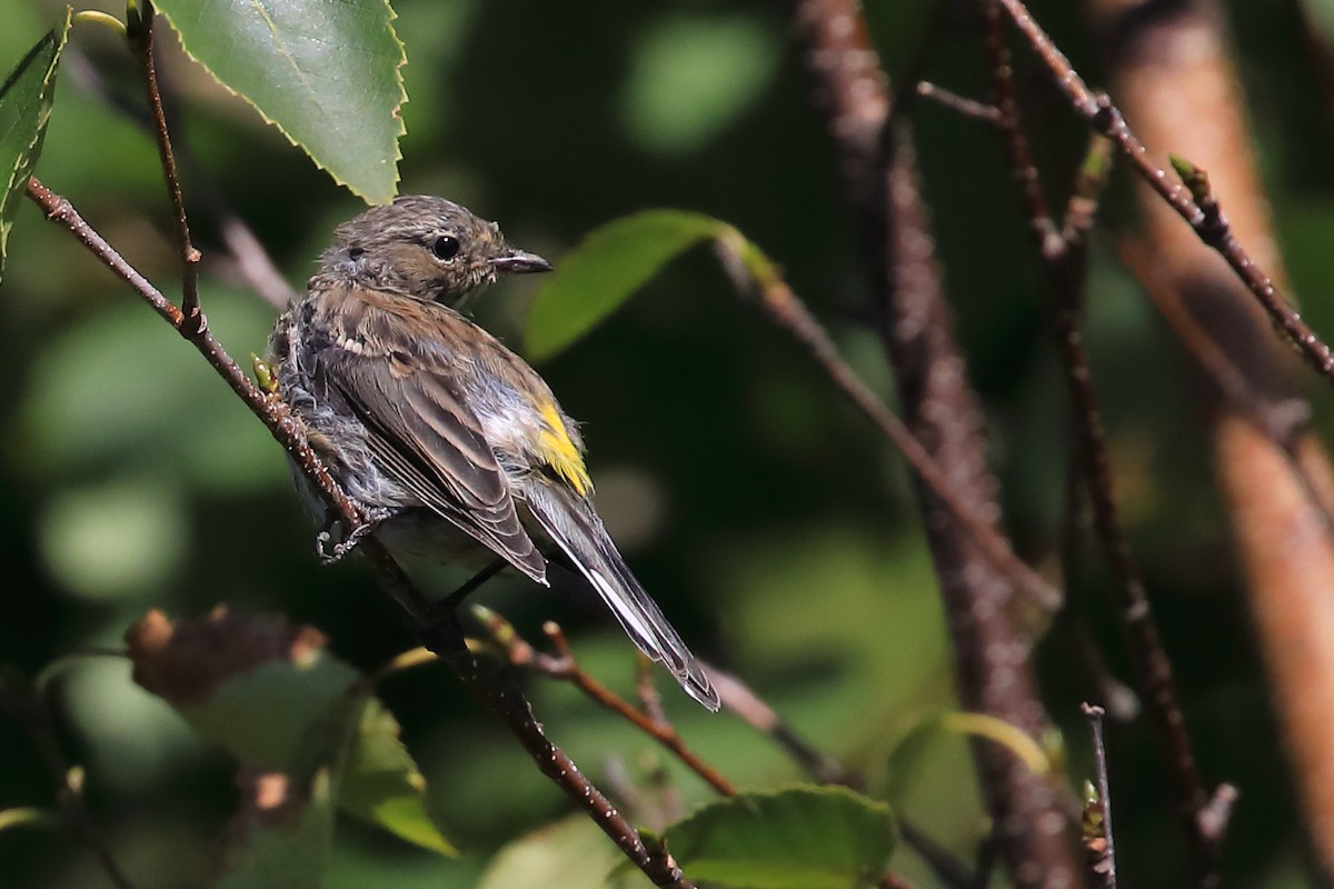 Yellow-rumped Warbler - ML482852561