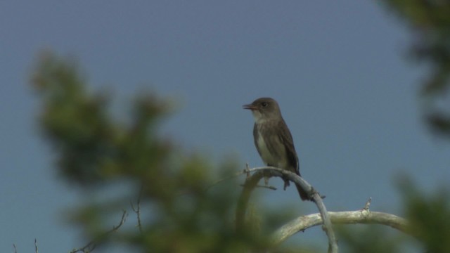 Olive-sided Flycatcher - ML482853