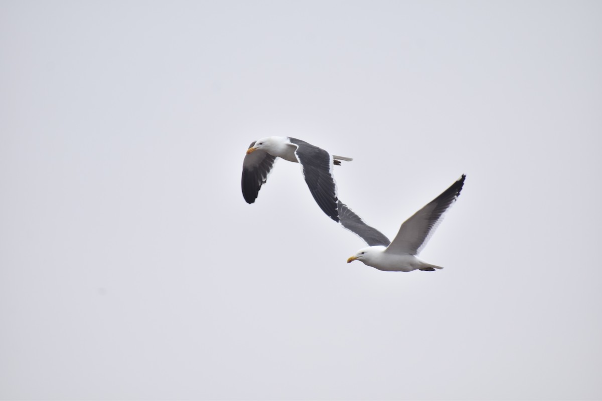 Kelp Gull - ML482853111