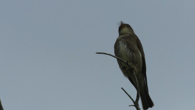 Olive-sided Flycatcher - ML482854