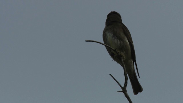 Olive-sided Flycatcher - ML482855