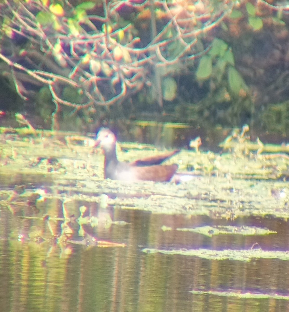 Common Gallinule - ML482855681