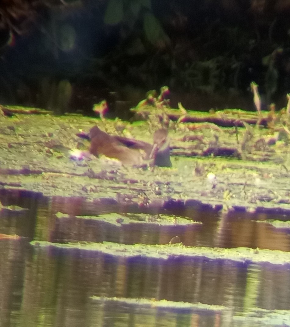 Common Gallinule - ML482855701