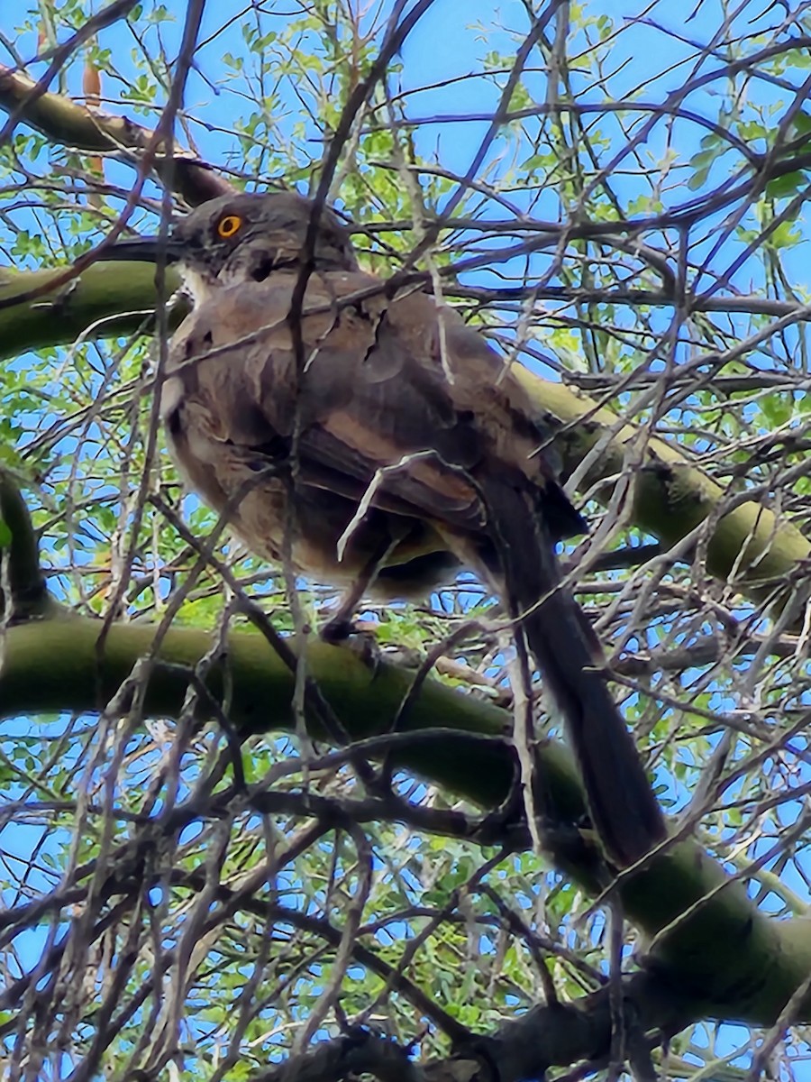 Curve-billed Thrasher - ML482855761