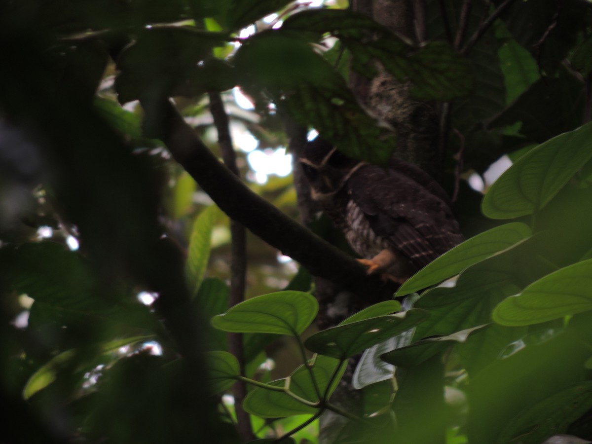 Band-bellied Owl - ML48285631